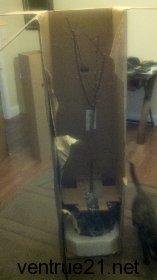 Harcot apricot tree in shipped box