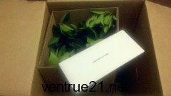 Owari satsuma mandarin in opened box with instructions