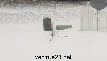 My asian pear tree during the winter of 2012