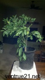 Owari Satsuma Mandarin Tree in the winter of 2012