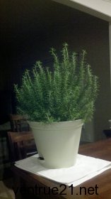 Rosemary in the winter of 2012