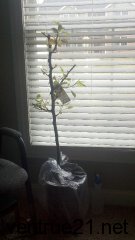 Asian Pear Tree full picture at arrival