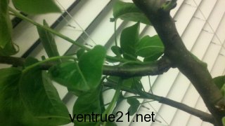 Asian Pear Tree broken limb
