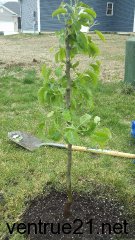 Asian Pear Planted