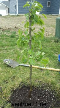 Asian Pear Planted