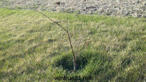 Blueray Blueberry Plant