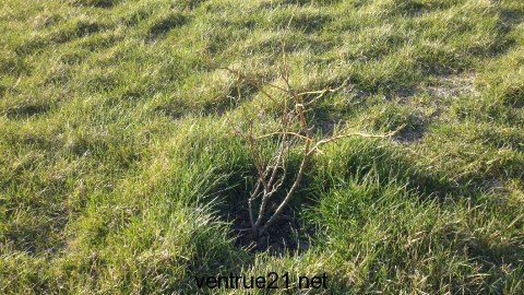 Duke Blueberry Plant