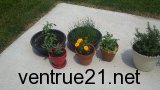 2011 Herb garden picture 1