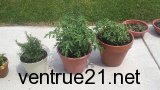 2011 Herb garden picture 2