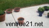 2011 Herb garden picture 4