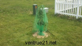 June 2011 asian pear tree covered from cicadas