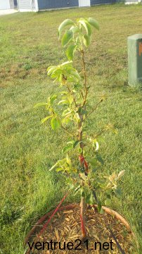 July 2001 asian pear tree after attack from Japanese beetles