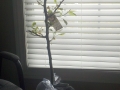 Asian Pear Tree full picture at arrival