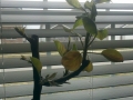 Asian Pear Tree top picture at arrival