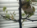 Asian Pear Tree middle picture at arrival