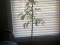Asian Pear Tree full picture with 1.5 weeks growth