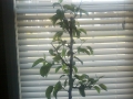 Asian Pear Tree full picture with 1.5 weeks growth