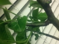 Asian Pear Tree broken limb
