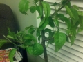 Asian Pear Tree middle picture with 1.5 weeks growth