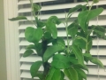 Asian Pear Tree top picture with 1.5 weeks growth