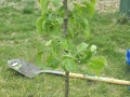 Asian Pear Planted