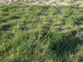 Chippewa Blueberry Plant