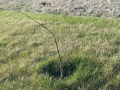 Blueray Blueberry Plant