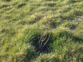 Duke Blueberry Plant