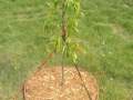 Asian Pear healthy growth 