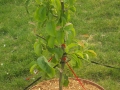 Asian Pear healthy growth 